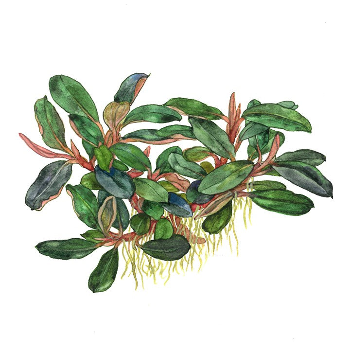 TROPICA- Bucephalandra sordidula 'Blue'