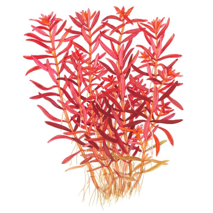 Tropica 1-2-GROW-Rotala rotundifolia 'Blood Red'