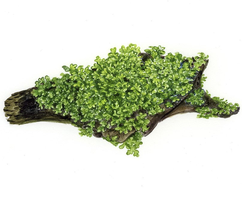 Tropica 1-2 Grow-Riccardia chamedryfolia