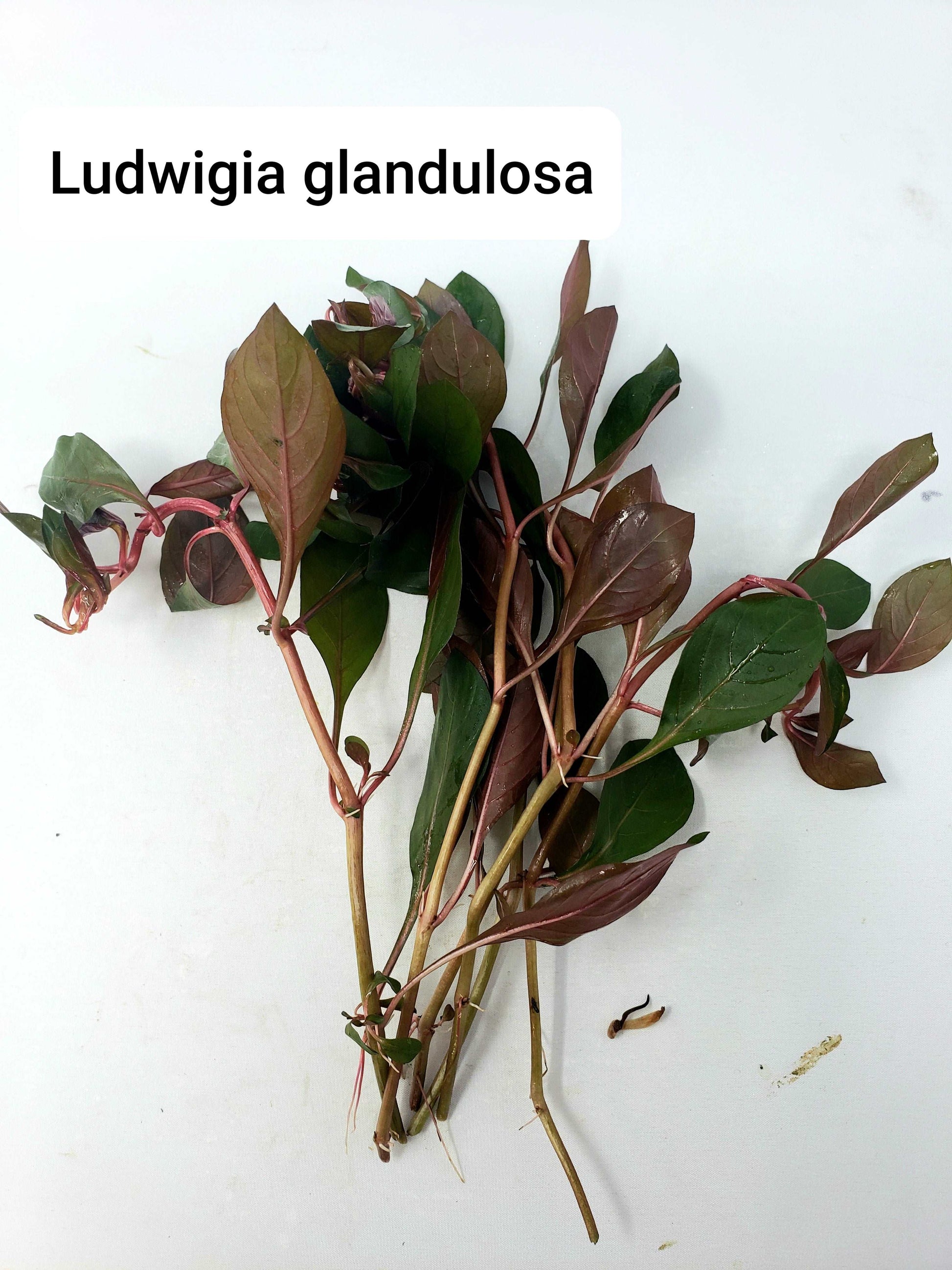 Ludwigia glandulosa (peruensis diamon) ( 5 stems)