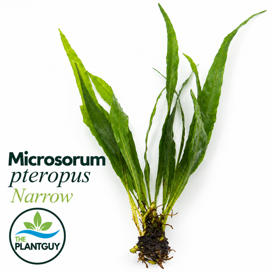 Microsorium pteropus narrow