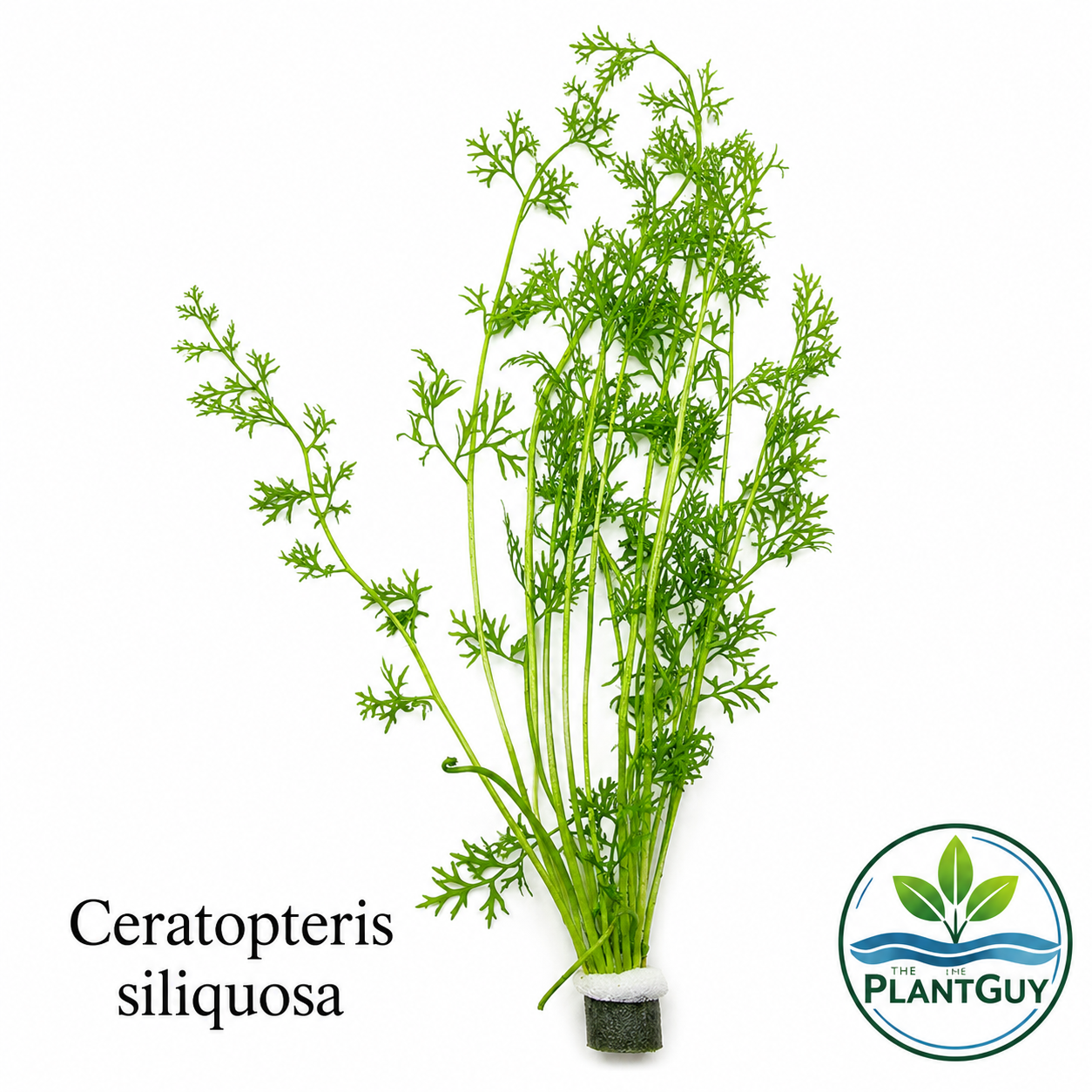 Ceratopteris siliquosa