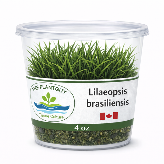 Lilaeopsis brasiliensis'- Tissue Culture