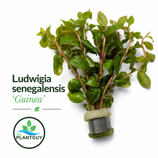 Ludwigia senegalensis (guinea)