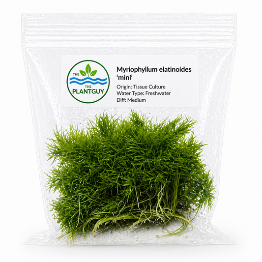 Myriophyllum elatinoides 'mini'- Tissue Culture (4 ounce bag- Premium)