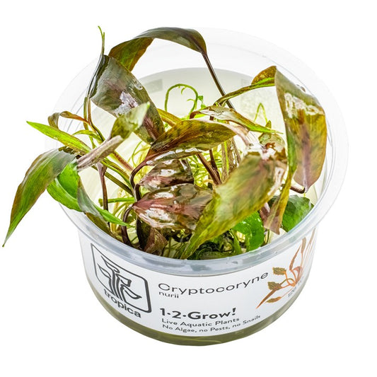 Tropica 1-2 Grow- Cryptocoryne nurii