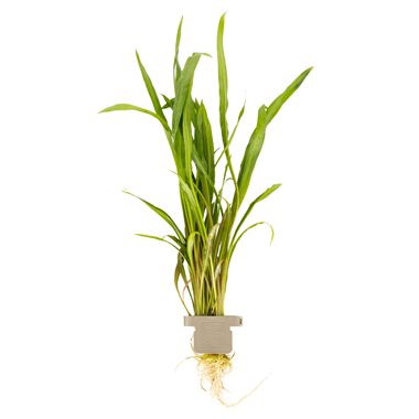 TROPICA- Cryptocoryne spiralis 'Red'