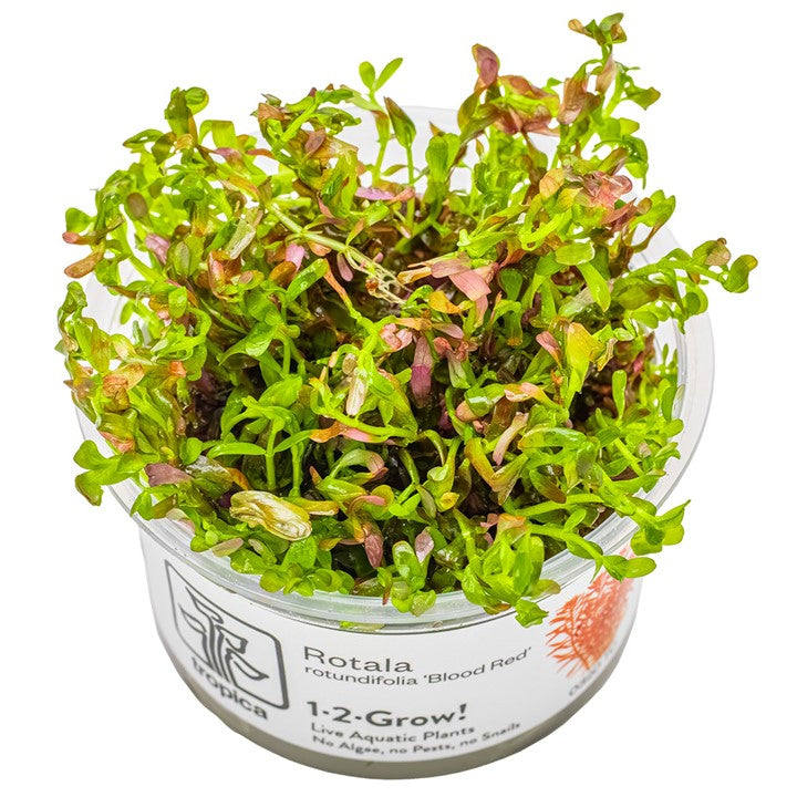 Tropica 1-2-GROW-Rotala rotundifolia 'Blood Red'