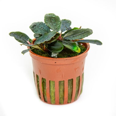 TROPICA- Bucephalandra sordidula 'Blue'