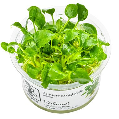 Tropica 1-2 Grow- Schismatoglottis prietoi