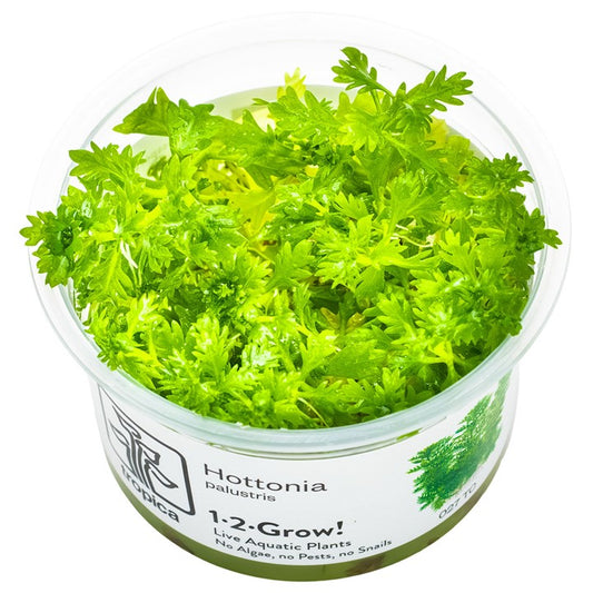 Tropica 1-2 Grow- Hottonia palustris