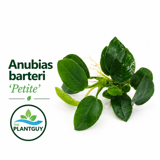 Anubias nana petite (one rhizome)