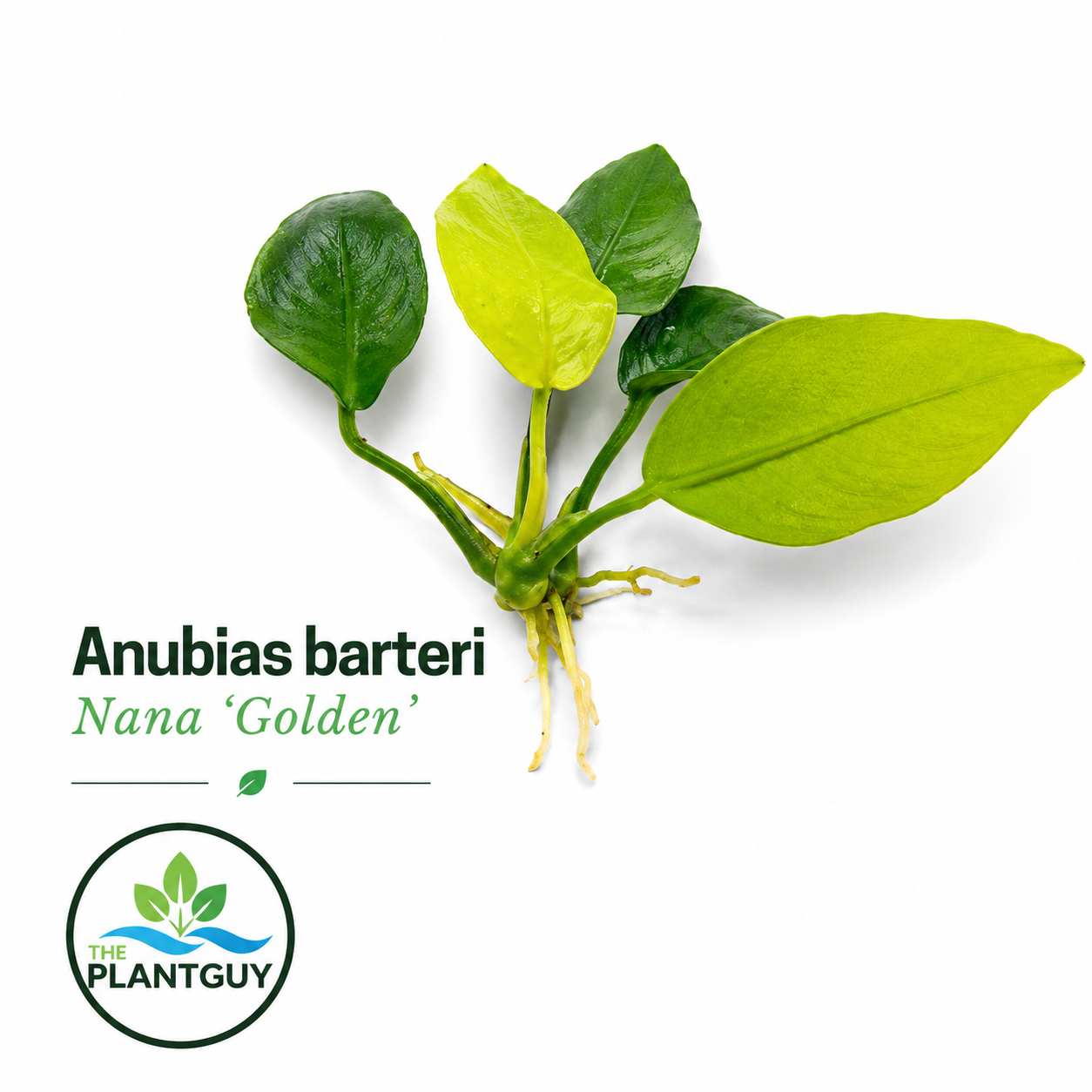 Anubias barteri nana 'golden'
