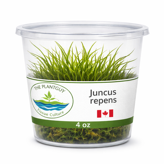 Juncus repens- Tissue Culture