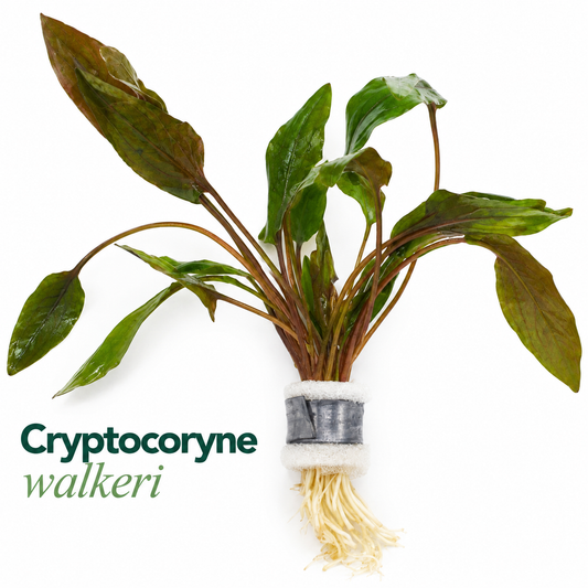 Cryptocoryne walkeri