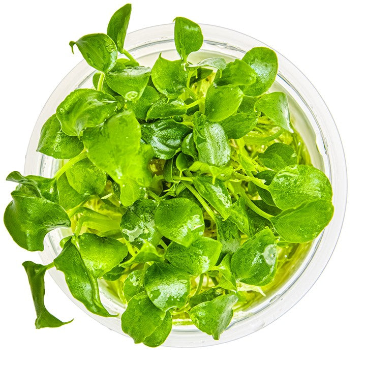 Tropica 1-2 Grow- Schismatoglottis prietoi