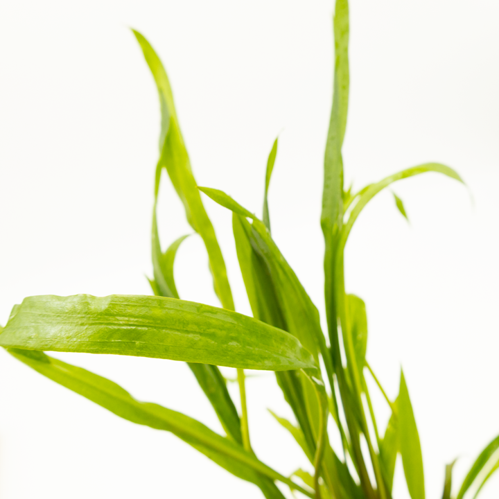 TROPICA- Cryptocoryne spiralis 'Red'