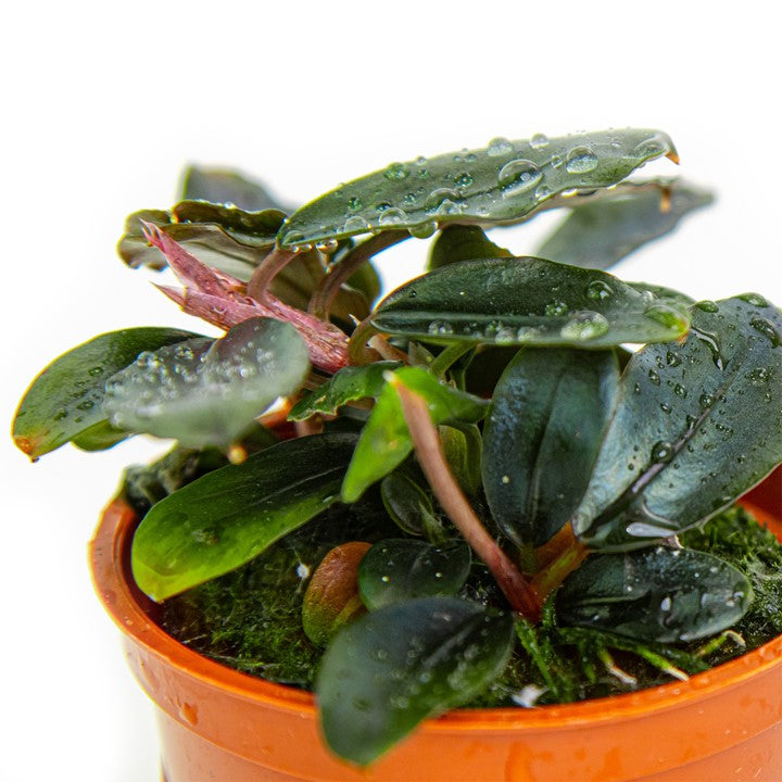TROPICA- Bucephalandra sordidula 'Blue'
