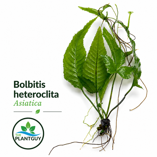 Bolbitis heteroclita asiatica