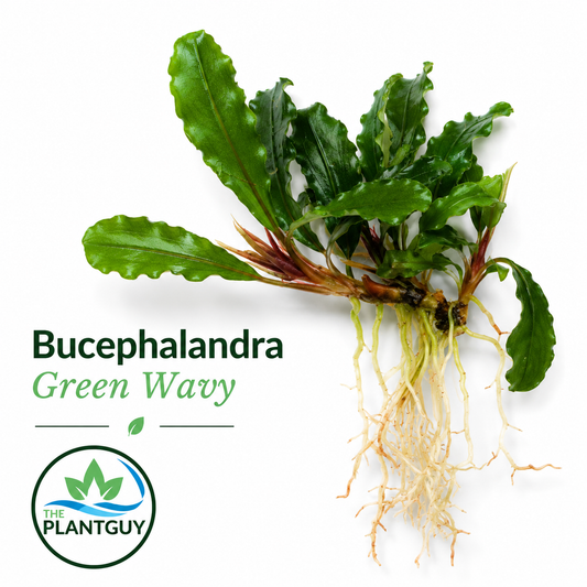 Bucephalandra green wavy