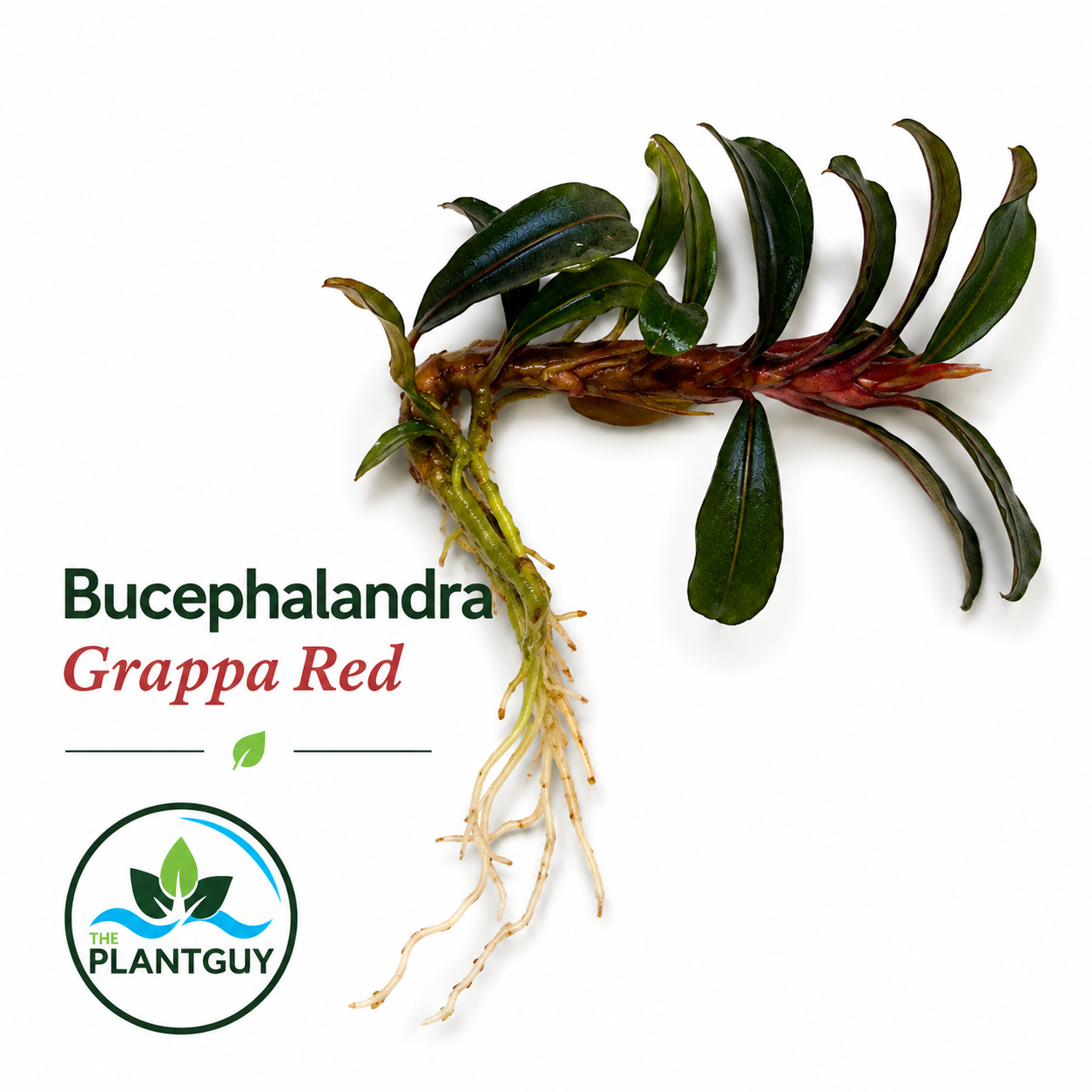 Bucephalandra grappa red (one rhizome per order)