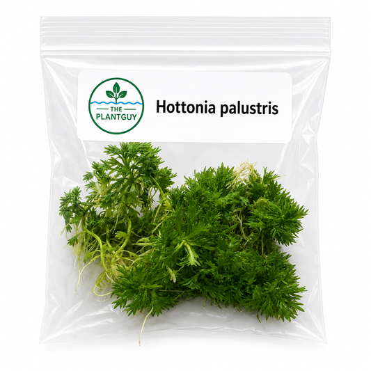 Hottonia palustris- Tissue Culture (4 ounce bag)