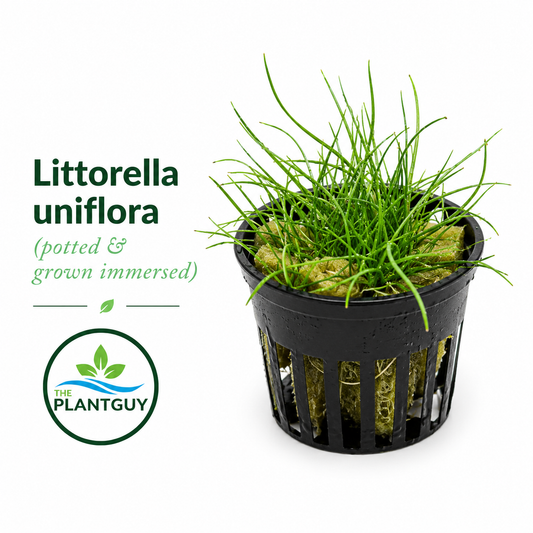 Littorella uniflora
