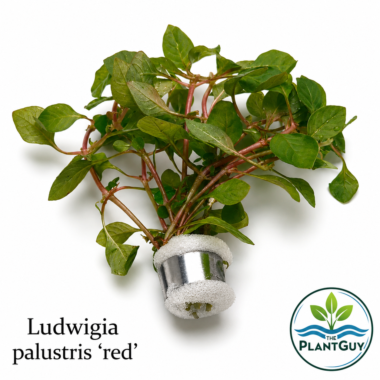 Ludwigia palustris red  (5 stems)