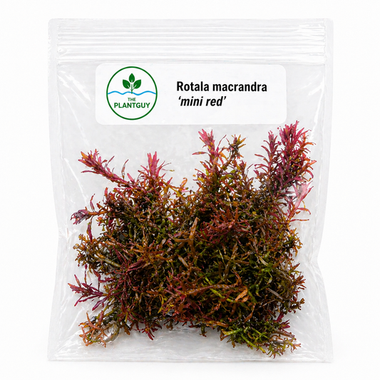 Rotala macrandra 'mini red' - Tissue Culture  (4 ounce bag)