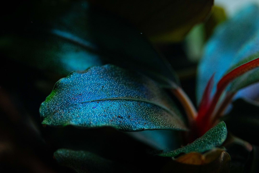 TROPICA- Bucephalandra sordidula 'Blue'