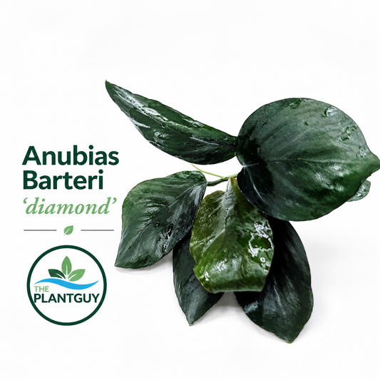 Anubias barteri var nana 'diamond'