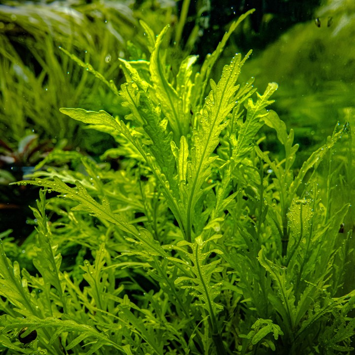 Tropica 1-2 Grow- Hygrophila odora