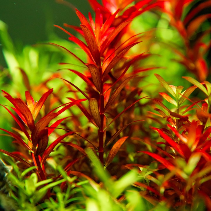 Tropica 1-2-GROW-Rotala rotundifolia 'Blood Red'