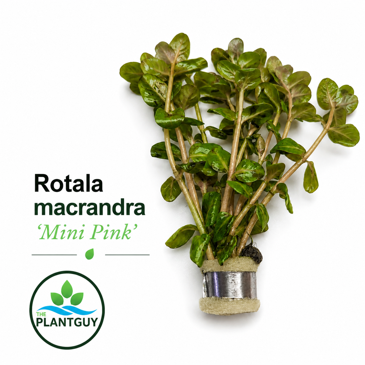 Rotala macrandra 'mini pink'
