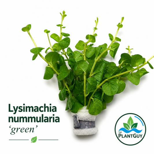 Lysimachia nummularia 'green'
