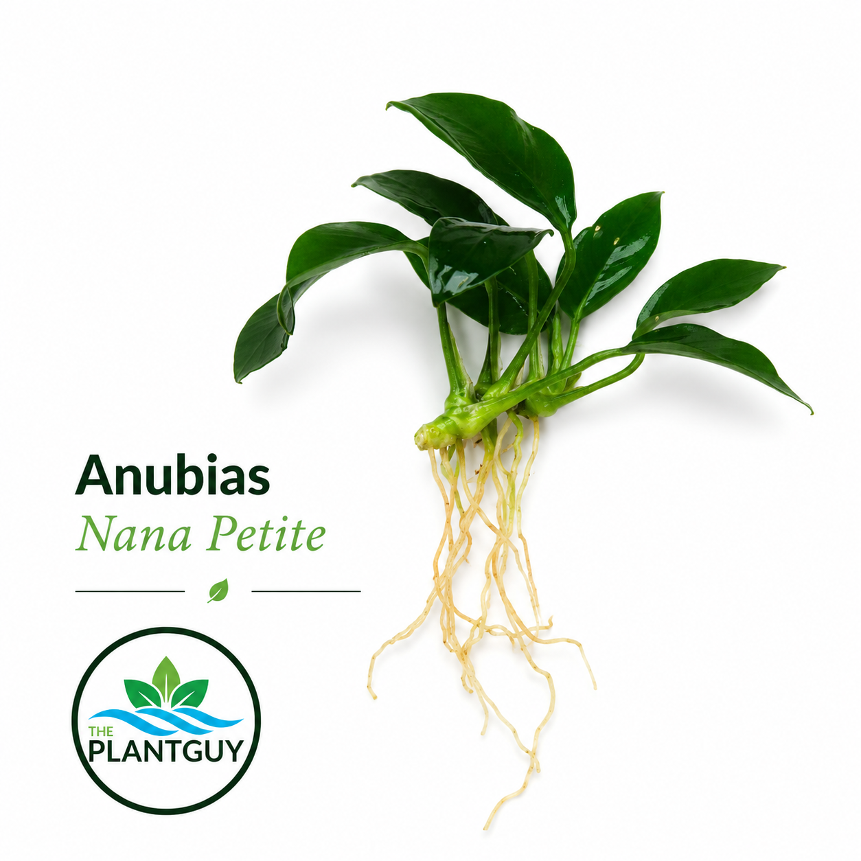 Anubias barteri nana 'petite'
