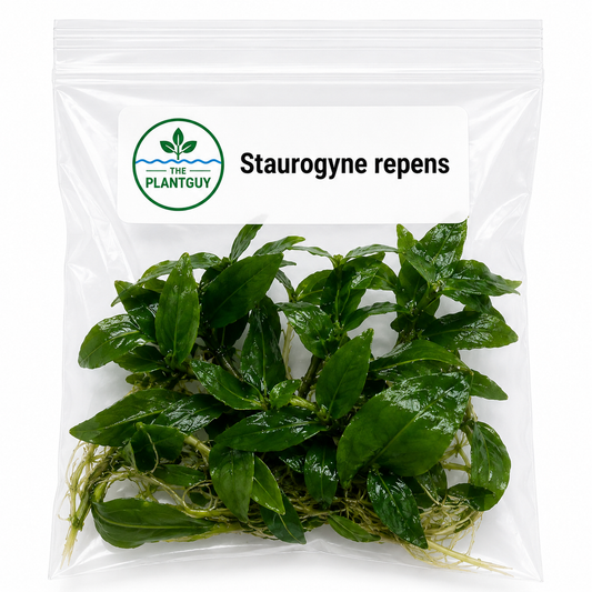Staurogyne repens- Tissue Culture  (4 ounce bag)