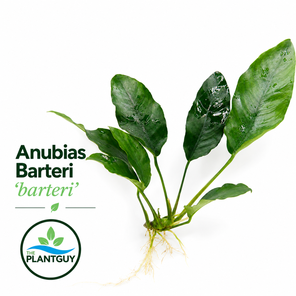 Anubias barteri 'barteri'