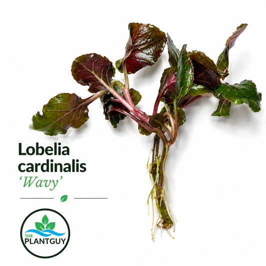 Lobelia cardinalis wavy (3 plants)