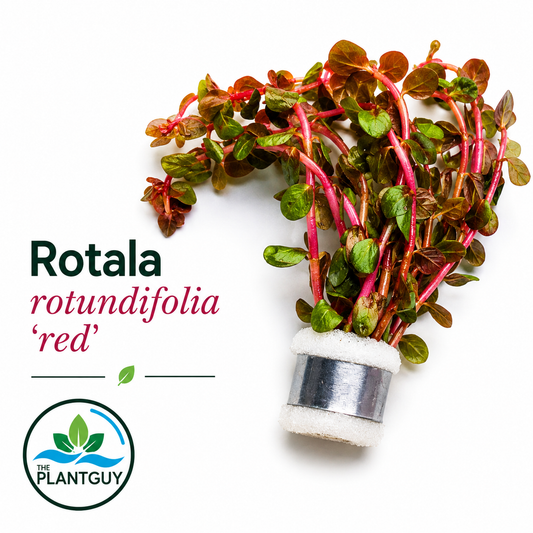 Rotala rotundifolia red
