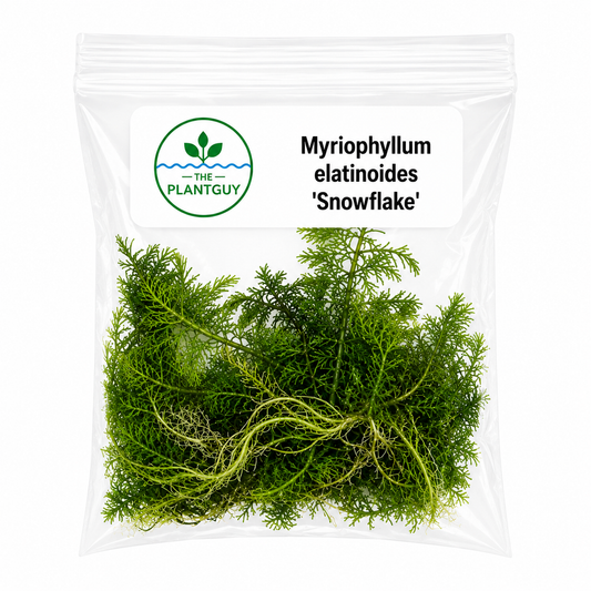 Myriophyllum elatinoides 'Snowflake'- Tissue Culture  (4 ounce bag)