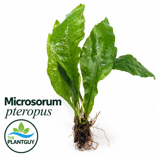Microsorium pteropus