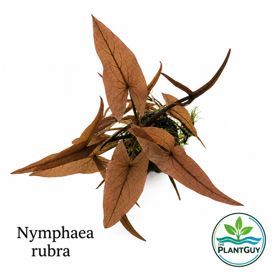 Nymphaea rubra