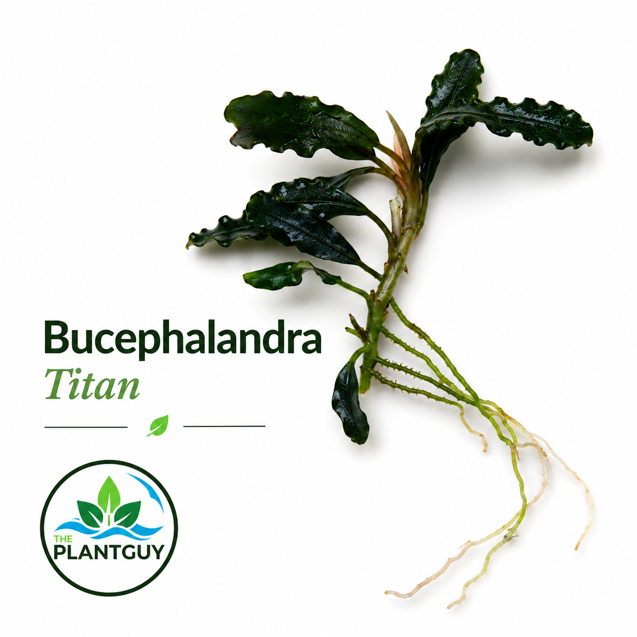 Bucephalandra sp. Titan (one rhizome per order)