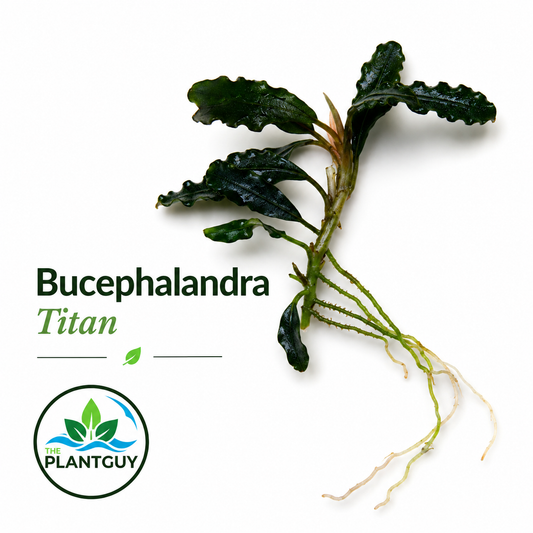 Bucephalandra sp. Titan (one rhizome per order)
