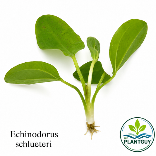 Echinodorus schlueteri