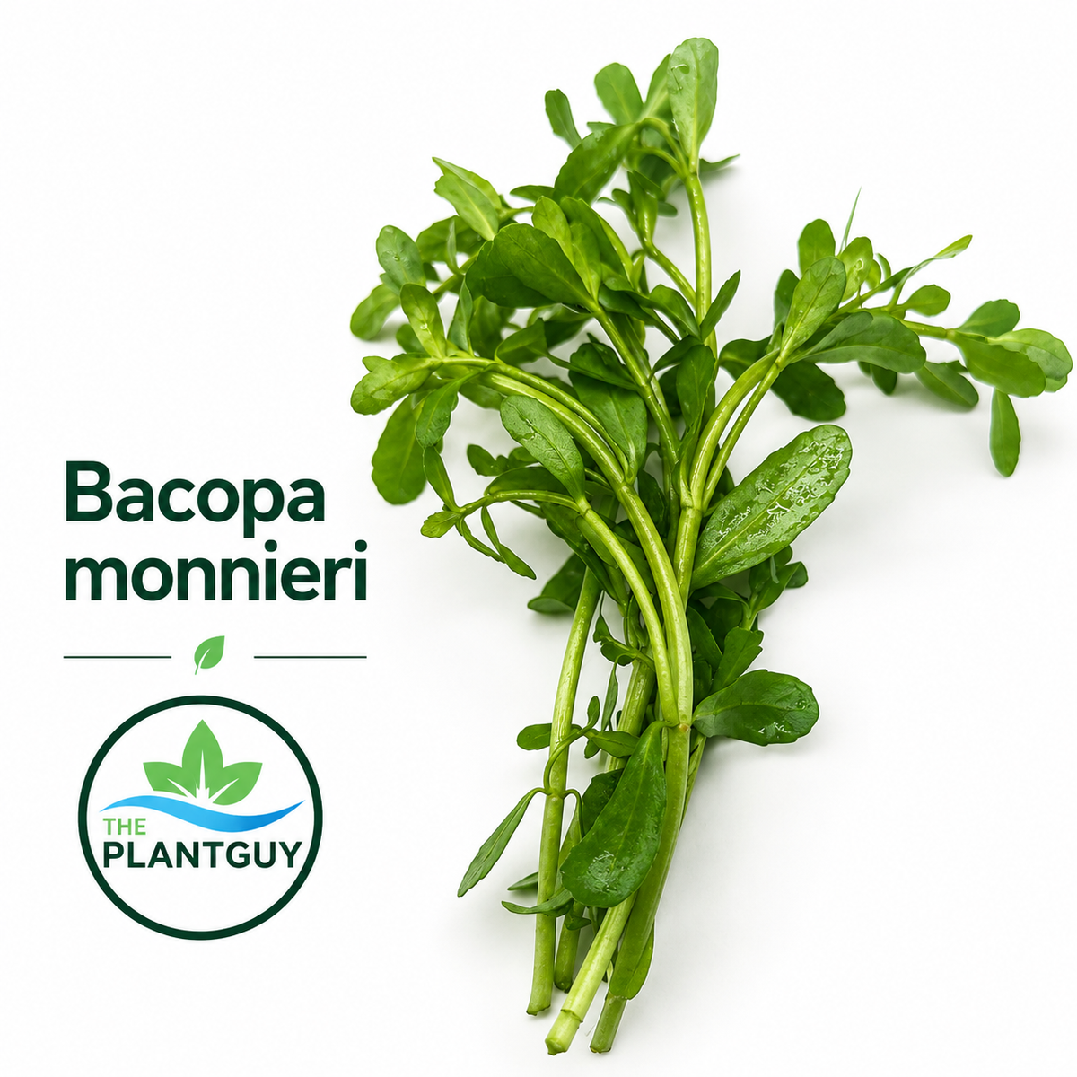 Bacopa monniera