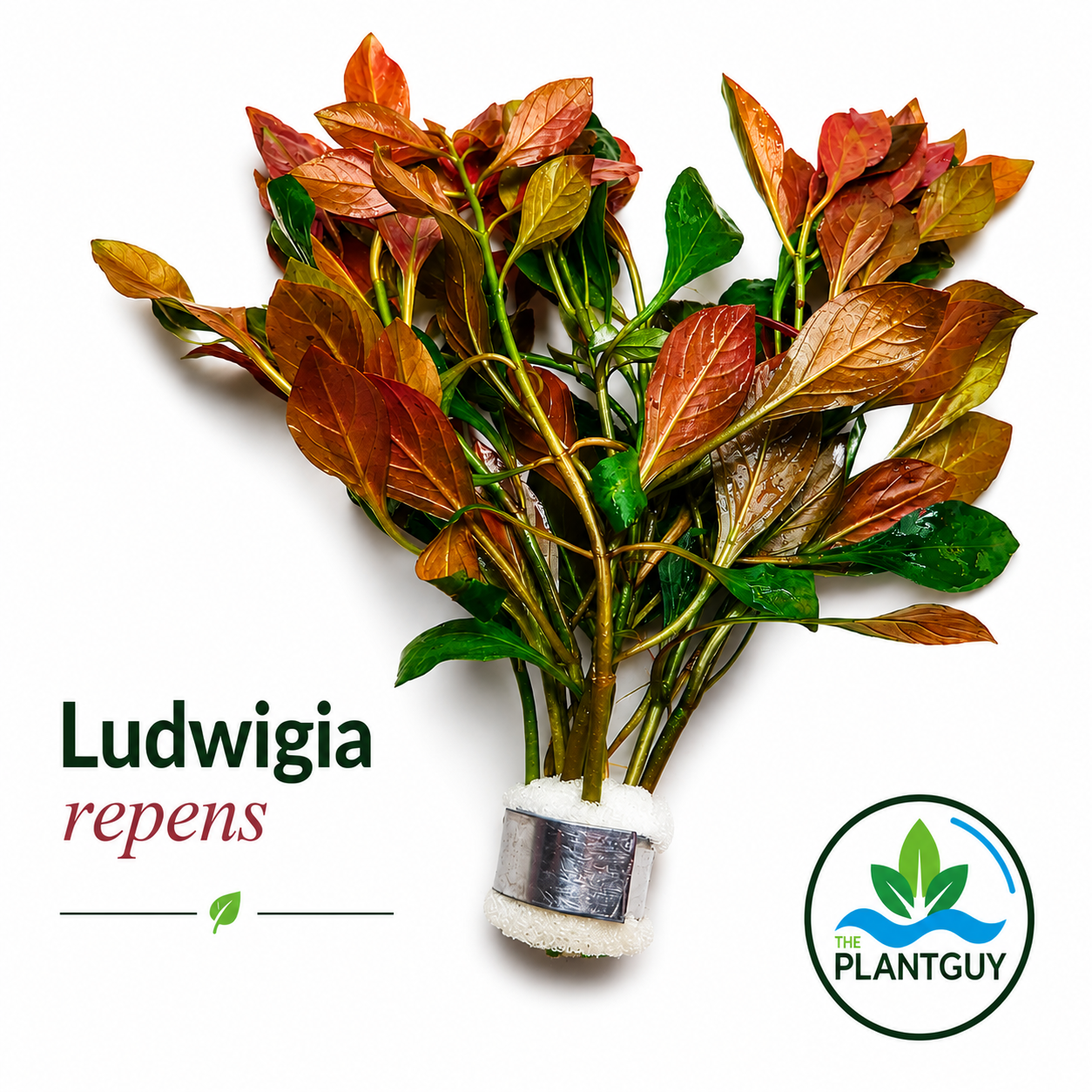 Ludwigia repens