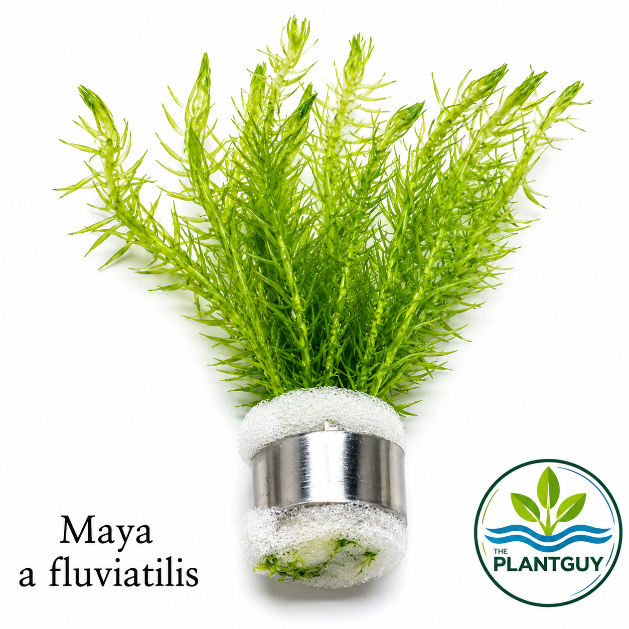 Mayaca fluviatilis- 5 stems