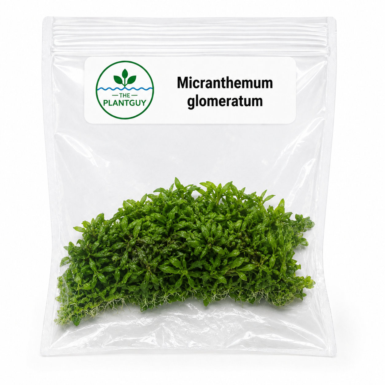 Micranthemum glomeratum- Tissue Culture  (4 ounce bag)